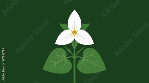 Minimalist White Trillium Flower Illustration on Dark Green Background, Ontario Provincial Emblem Floral Design