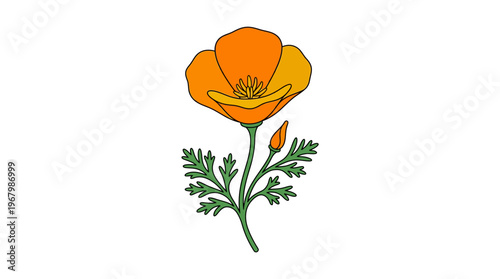 California Poppy Illustration - Orange Eschscholzia Californica Wildflower Isolated on White Background, Botanical Floral Design Element for Nature and Spring Projects.