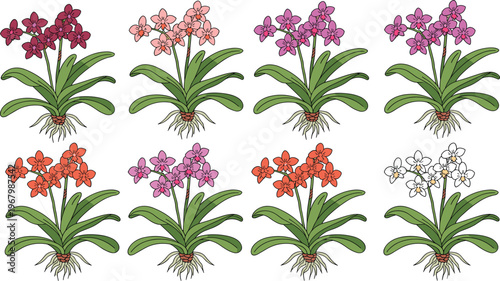 Orchid flower illustration set, colorful blooming orchids with leaves and roots, tropical plant collection, isolated vector for botanical, floral, and garden design
