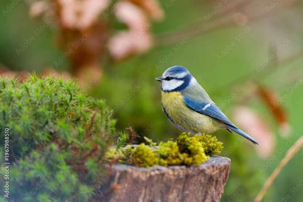 Obraz premium A blue tit sits on a tree stump covered with green moos. A blue tit in the nature habitat. Cyanistes caeruleus.