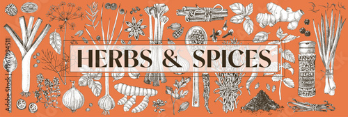 Herbs and spices vector banner