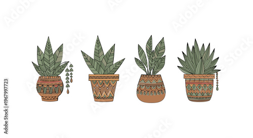 Four Potted Succulent Plants in Terracotta Pots.