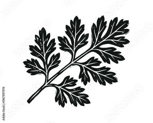 Black and white hand drawn parsley herb sketch. Fresh ingredient culinary spice green plant.