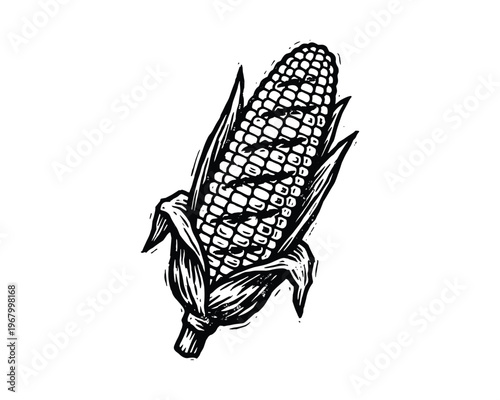 Black and white hand drawn sketch of corn on cob with husk, fresh vegetable.