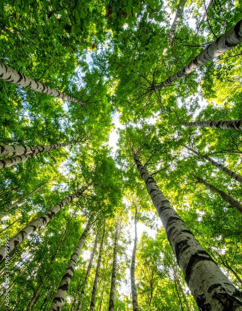 Fototapeta premium Lush Forest Canopy - A View Upward Through Towering Trees.