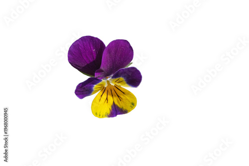 Foto Fleur de pensée sauvage violette et jaune isolée