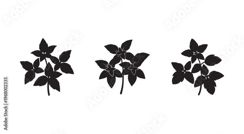 Black silhouettes of basil plants with stems and leaves on white background for food and herb illustrations  three basil plant silhouettes