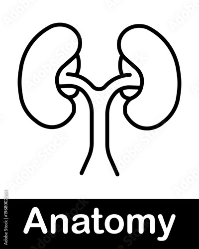 Human Kidneys Anatomy Line Icon Urinary System Organs with Ureters Medical Healthcare Vector Illustration
