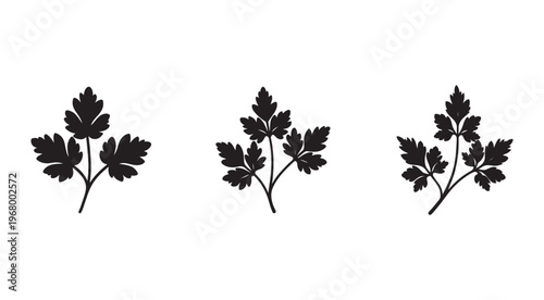 Black silhouettes of parsley leaves on white background for food and herb designs  simple and elegant illustrations for cooking and recipe concepts