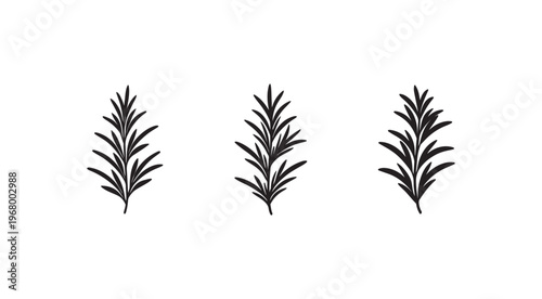 Black silhouettes of three sprigs of rosemary  herbs  leaves  plants  botanical  illustrations  isolated on white background