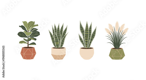 Potted Plants with Various Leaf Structures.