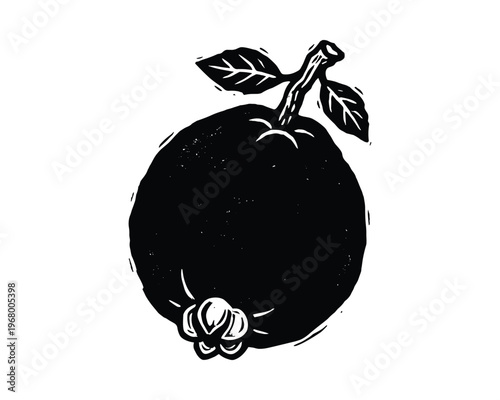 Guava fruit sketch, tropical produce, organic food graphic, healthy eating, natural ingredient, hand drawn element.