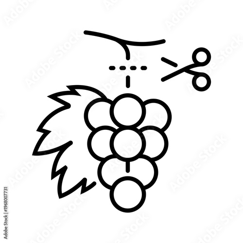 Grape harvest icon. Industry and viticulture line symbol. Black and white.