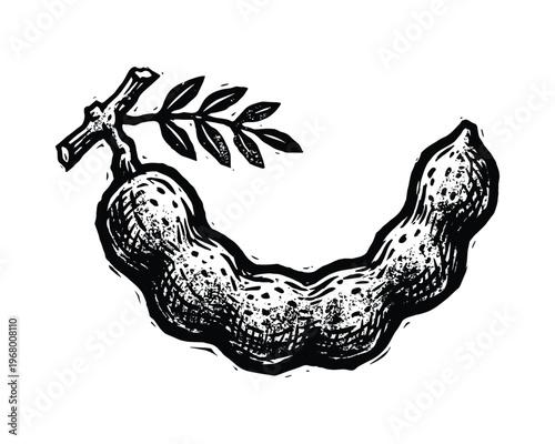Hand drawn tamarind pod with branch, sketch illustration, exotic fruit element on transparent background