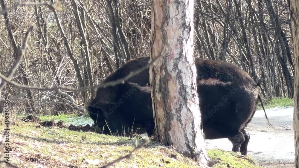 custom made wallpaper toronto digitalA large dark wild boar with a visible wound on its side searches the ground for food. It stands behind a textured pine tree at the edge of a bare thicket in a rural outdoor setting.