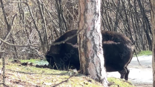Wallpaper Mural A large dark wild boar with a visible wound on its side searches the ground for food. It stands behind a textured pine tree at the edge of a bare thicket in a rural outdoor setting. Torontodigital.ca