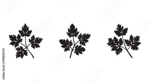 Parsley leaves silhouettes  fresh herbs  leafy greens  culinary  botanical  illustration  black  white background