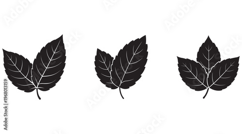 Set of black leaf silhouettes with white veins on white background for graphic design  three leaves
