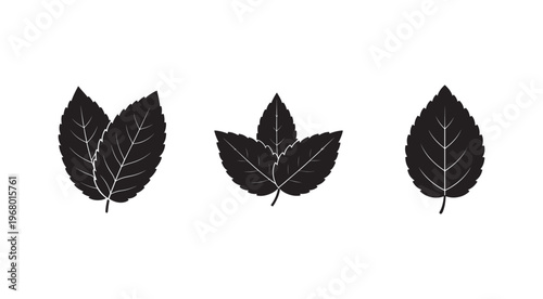 Set of three different black leaf silhouettes with white veins on white background  leaves are isolated