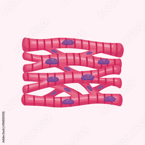 An abstract representation of muscle tissue, featuring vibrant colors and stylized lines, illustrating the complexity and strength of human biology in a modern art context.