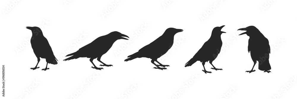 Fototapeta premium Five Black Crow Silhouettes raven bird