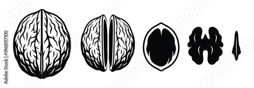 Walnut black white outlines whole nut halves kernels parts food ingredient vector set icons