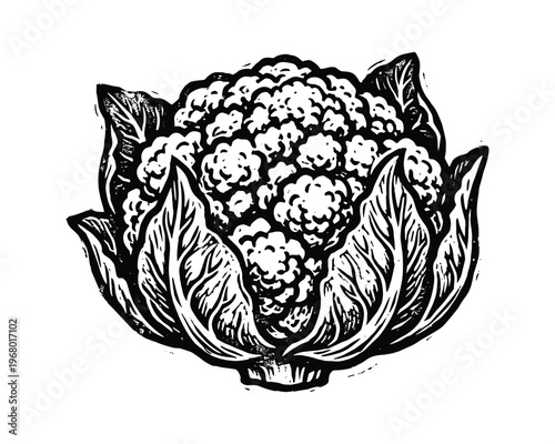 Vegetable illustration, fresh cauliflower head, hand drawn food element, monochrome.