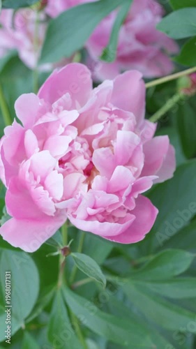 Pink peony against a background of green leaves. Slow motion