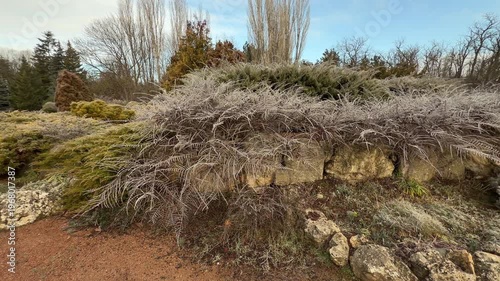 Wallpaper Mural Frost-covered branches spill over ancient stones in a quiet corner of the park. The delicate ice crystals create a magical, silvery glow. This winter morning feels calm, cold, and wonderfully still. Torontodigital.ca