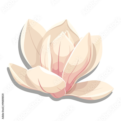Beautiful Large White Magnolia Flower Closeup.