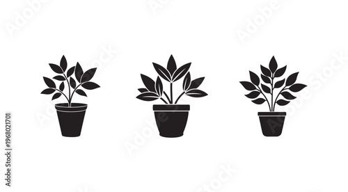 Three black potted plants with leaves on white background  plant pots and foliage  indoor plants