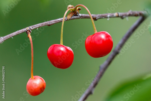 Three red cherries hanging from a branch