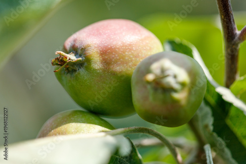 A green apple is on a tree