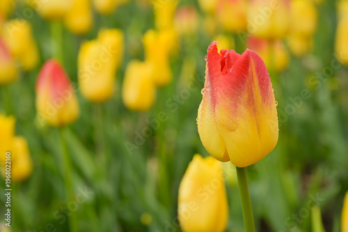 Détail d'une tulipe jaune dégradée de rouge au sommet, recouverte de gouttes d'eau, dans un parterre