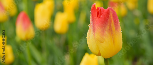 Détail d'une tulipe jaune dégradée de rouge au sommet, recouverte de gouttes d'eau, dans un parterre, format bannière