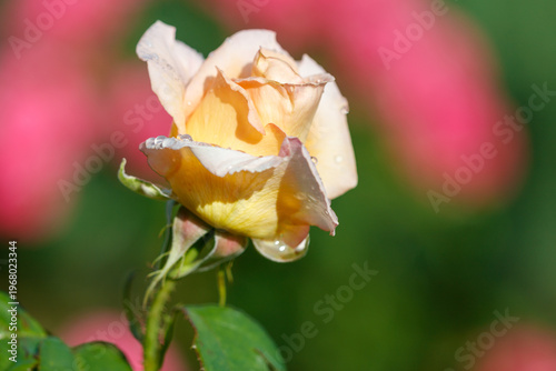 A yellow rose with dew drops on it