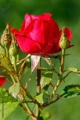 A red rose with green leaves and a few drops of water on it