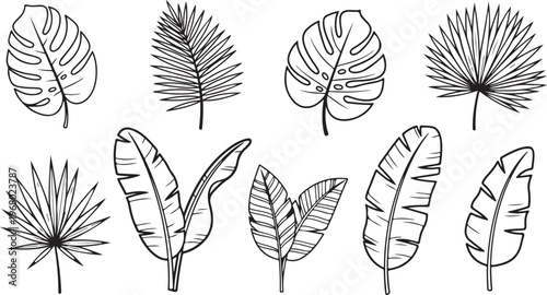 Botanical illustrations of various plant leaves and flowers Vector