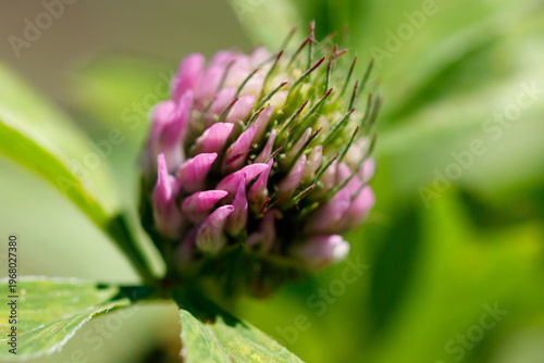 Pink clover bud center focused