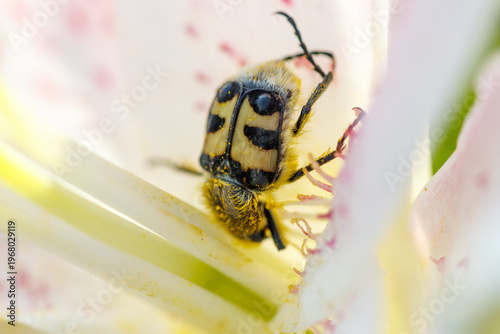 Bright, textured flower hosts a small, patterned insect