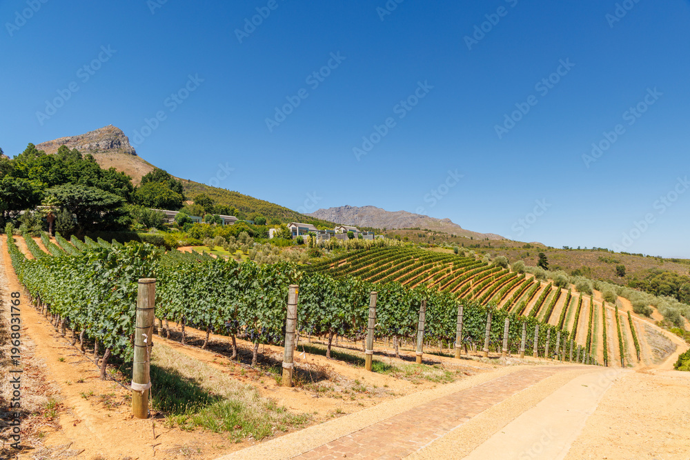 Fototapeta premium Sunlit vineyard rows with mountain backdrop