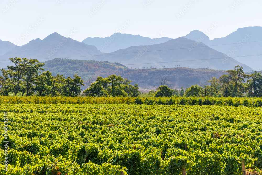 Fototapeta premium Sunlit vineyard rows with mountain backdrop