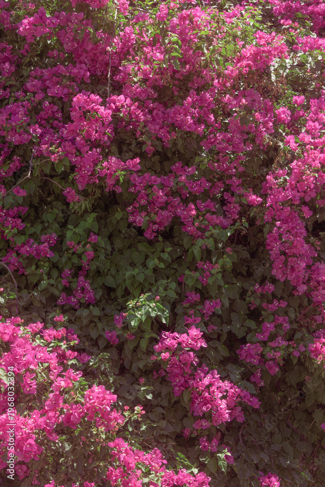 Obraz premium Vibrant Pink Bougainvillea in Full Bloom. A lush bougainvillea plant covered in vivid magenta-pink bracts filling the entire frame, set against deep green foliage.
