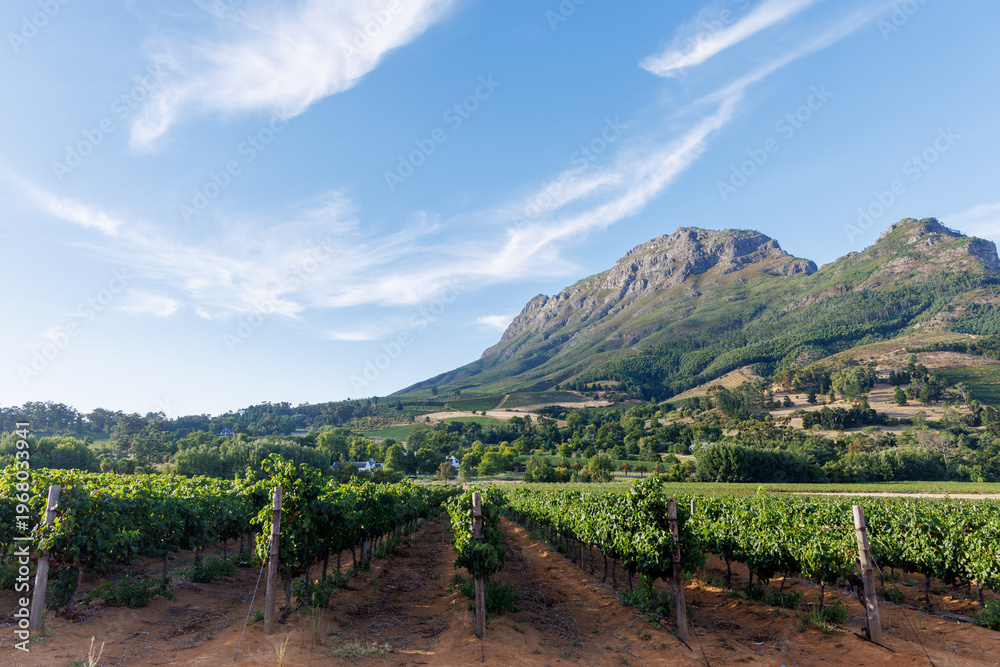 Fototapeta premium Sunlit vineyard rows
