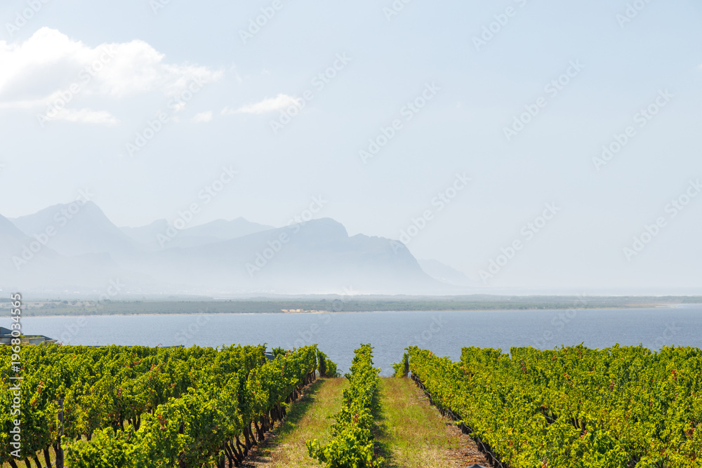 Fototapeta premium Sunlit vineyard rows in South Africa