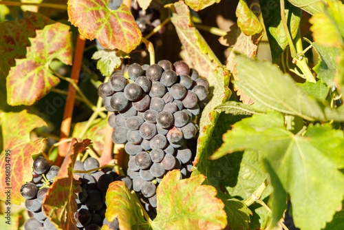 Photos Ripe grapes on vine in South African vineyard