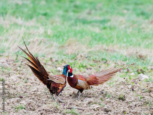 Canvas Print Pheasant males are fighting in during mating season