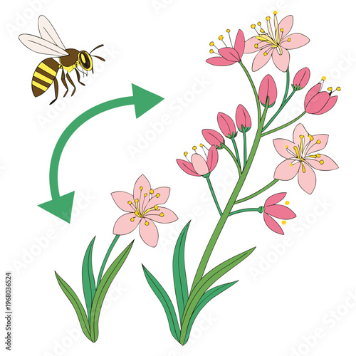 A colorful illustration depicts a bee approaching pink wildflowers visually demonstrating the process of pollination with an arrow high quality