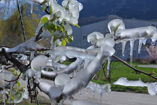 Ice Trees