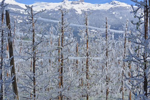 Trees covered in ice